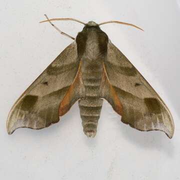 Image of Virginia Creeper Sphinx