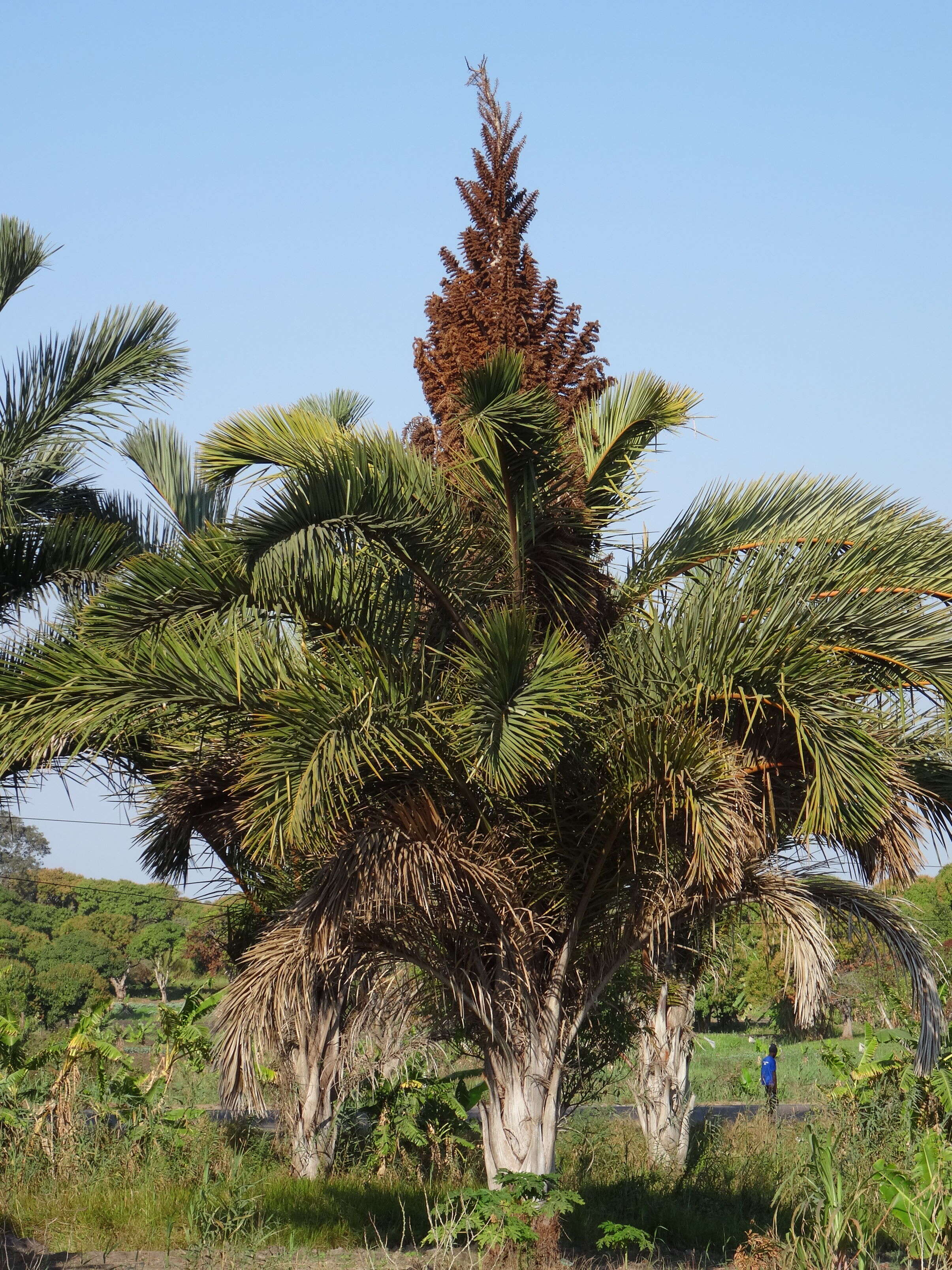 Image of raffia palm