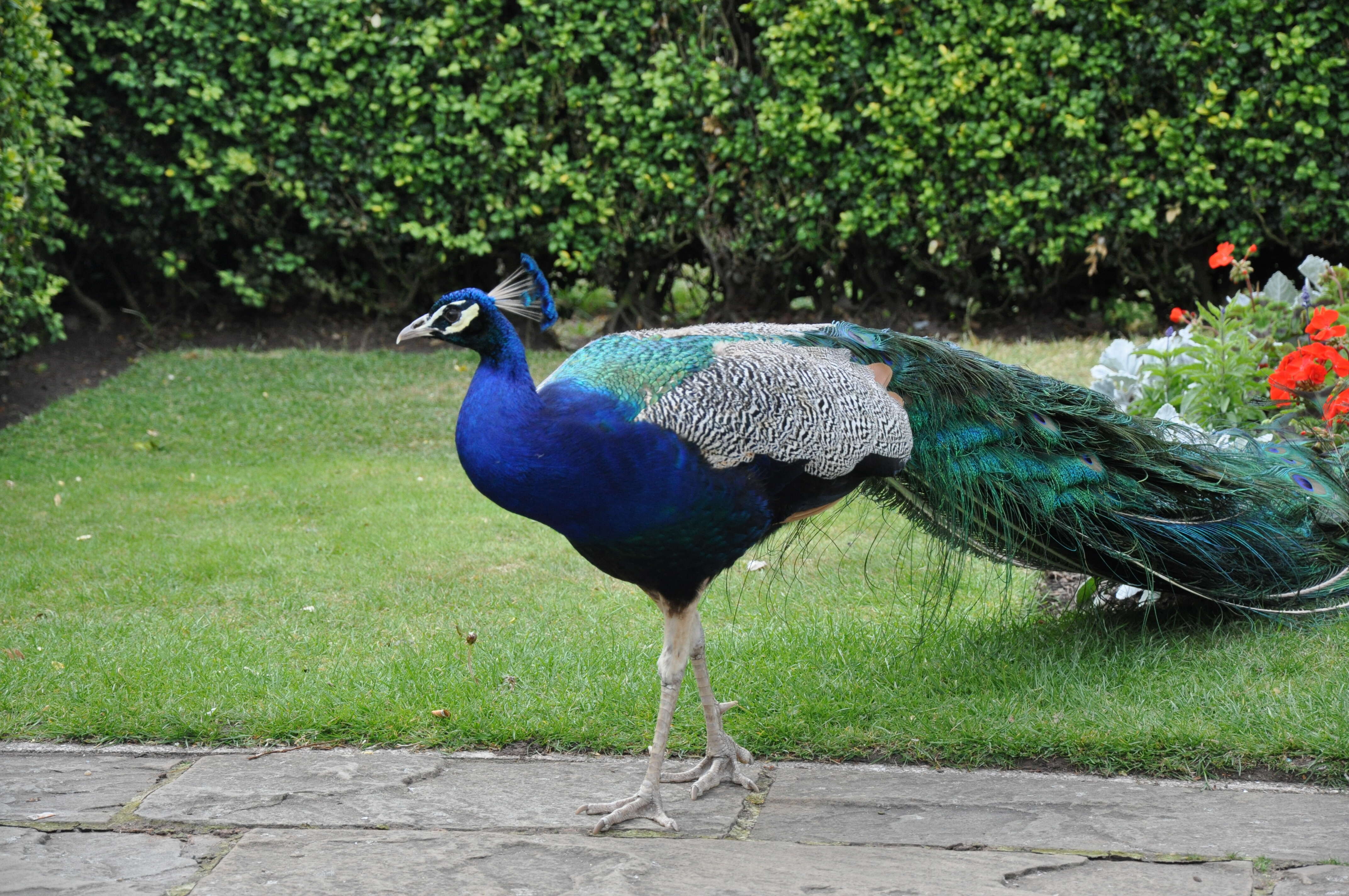 Image of Asiatic peafowl