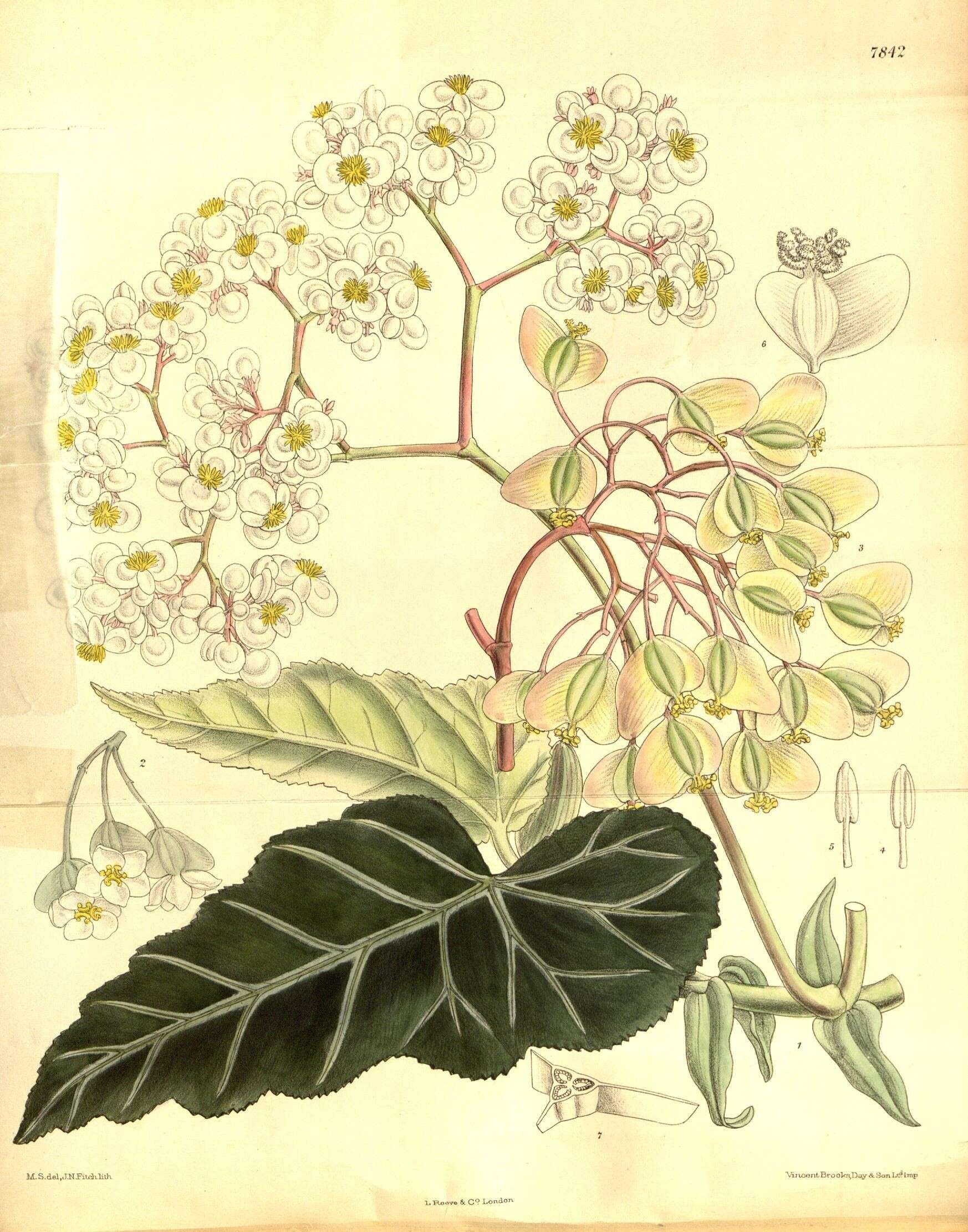 Image of Begonia angularis Raddi