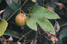 Image of Snake Gourds