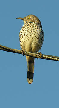 Image of Gray Thrasher