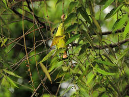 Image of Orange-chinned Parakeet