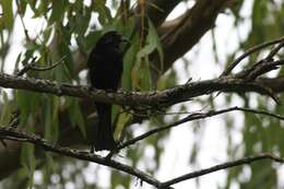 Image de Drongo pailleté