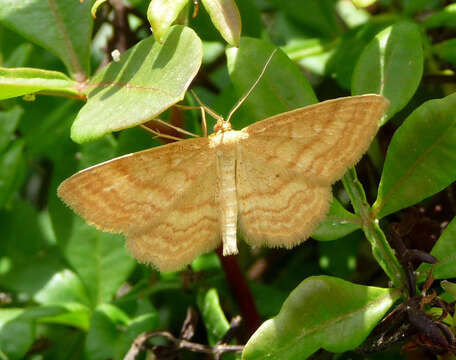 صورة Idaea serpentata Hüfnagel 1767