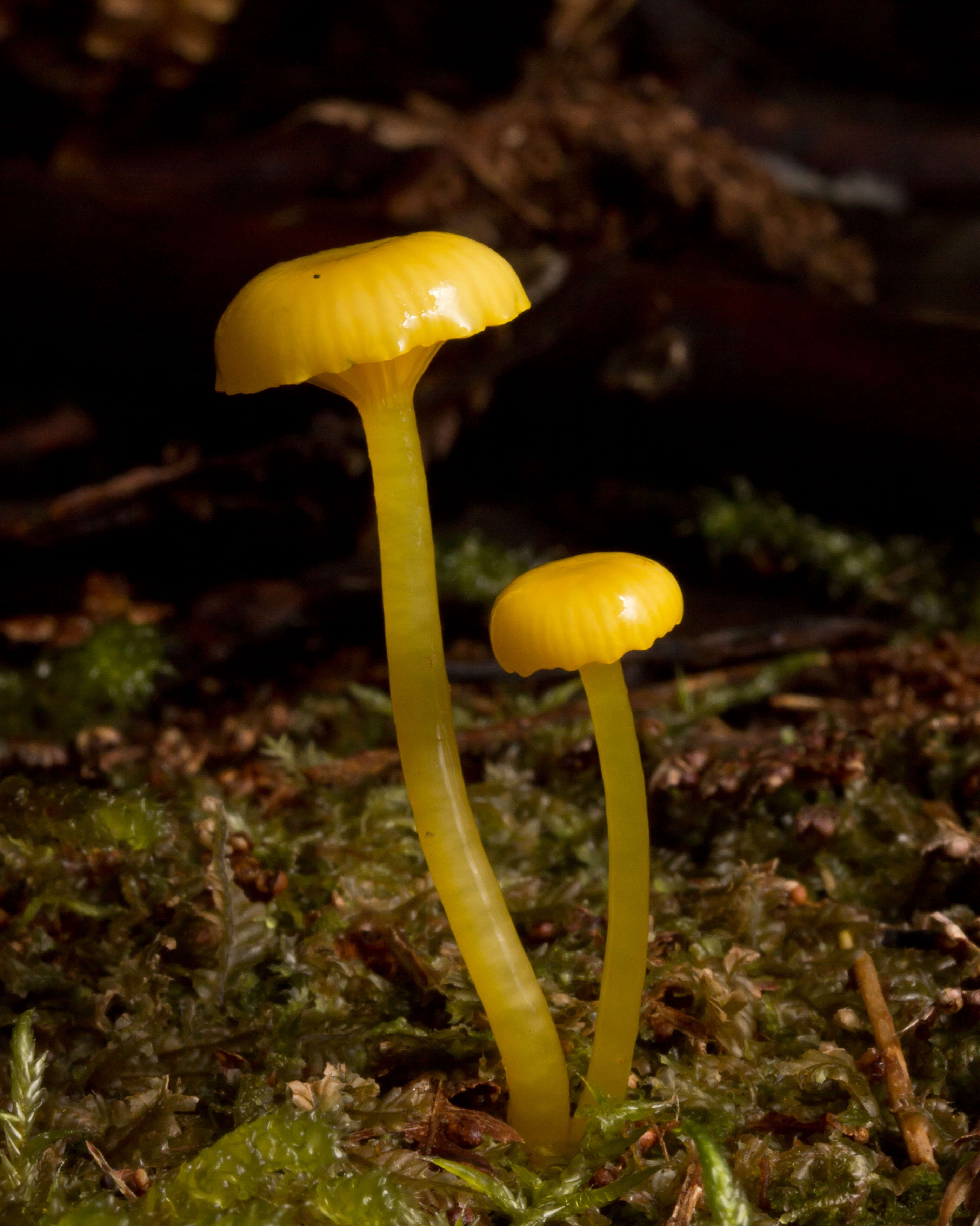 Image de Hygrocybe chromolimonea (G. Stev.) T. W. May & A. E. Wood 1995