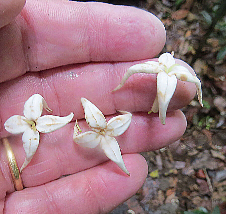 Image of Alibertia edulis (Rich.) A. Rich. ex DC.