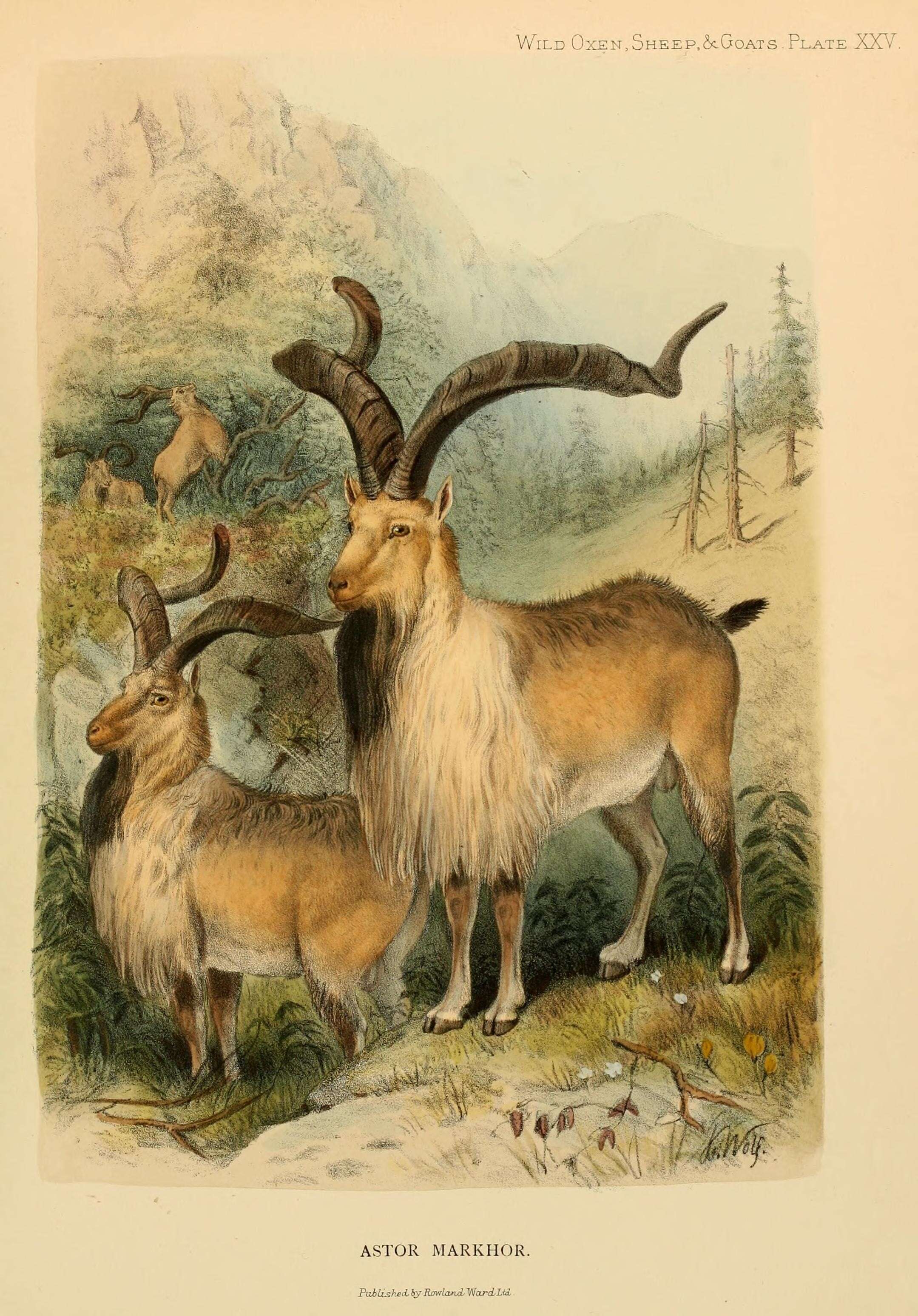 Image of goats