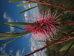 Imagem de Hakea multilineata Meissn.