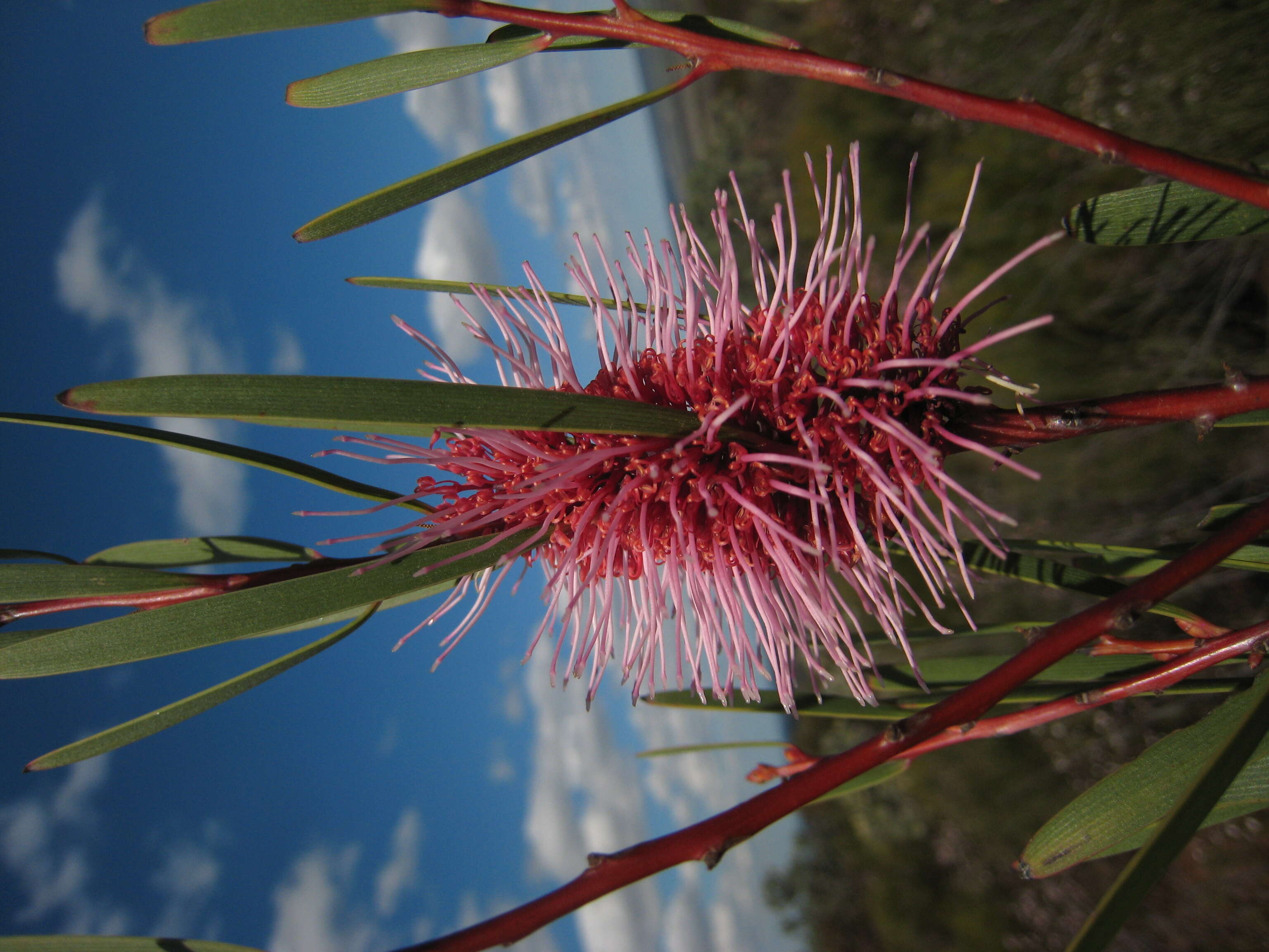 Image of Hakea multilineata Meissn.