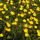 Image of Ranunculus