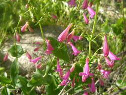 Image of desert penstemon