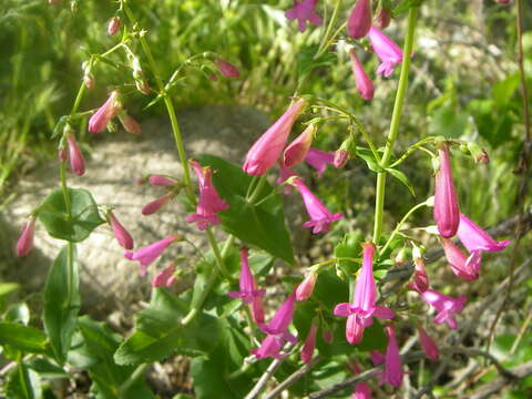 Image of desert penstemon