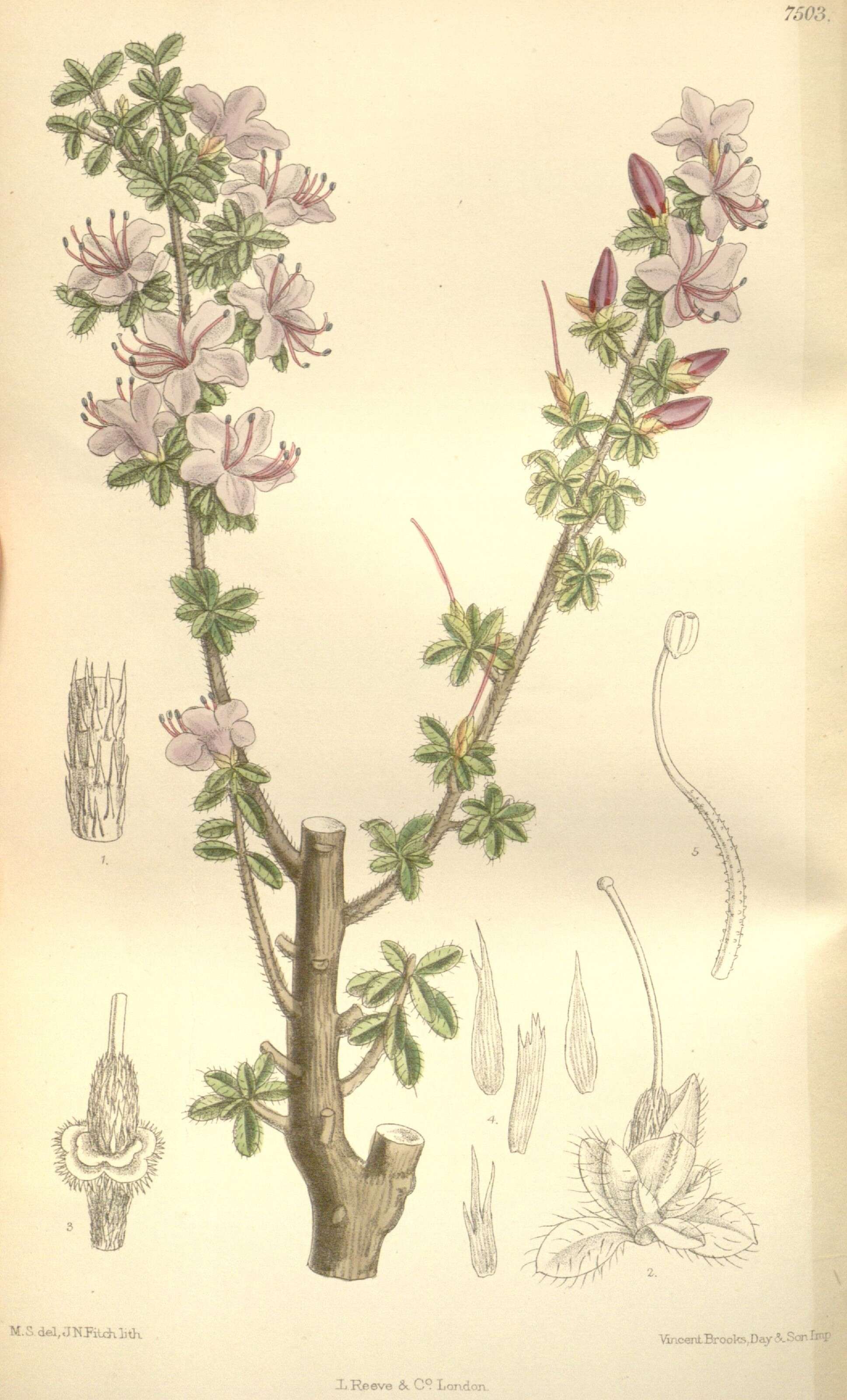 صورة Rhododendron serpyllifolium (A. Gray) Miq.