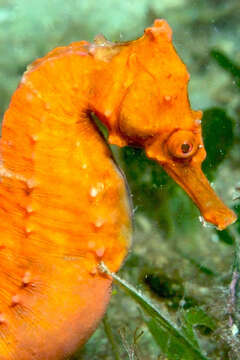 Image of New Holland Seahorse