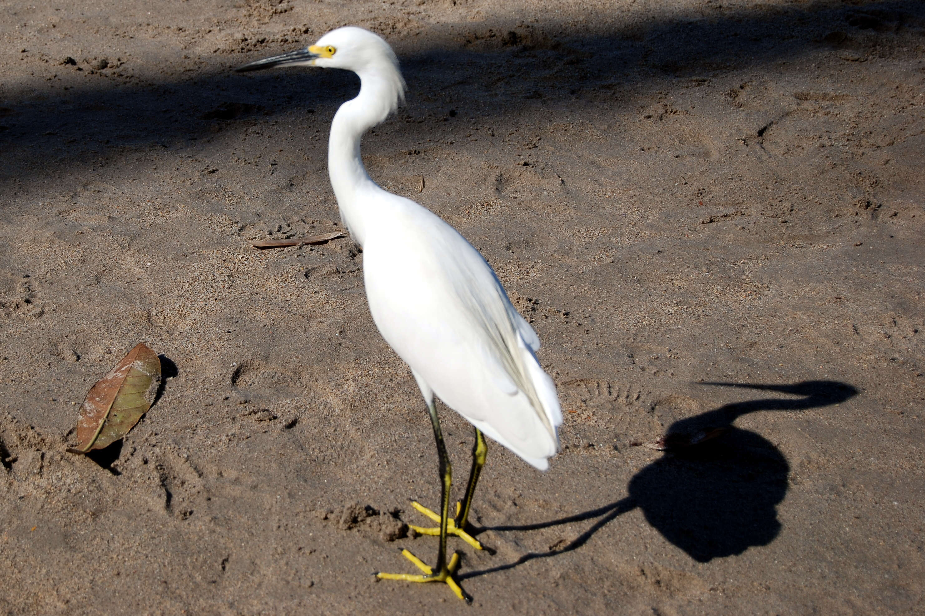 Image of Snowy Egret