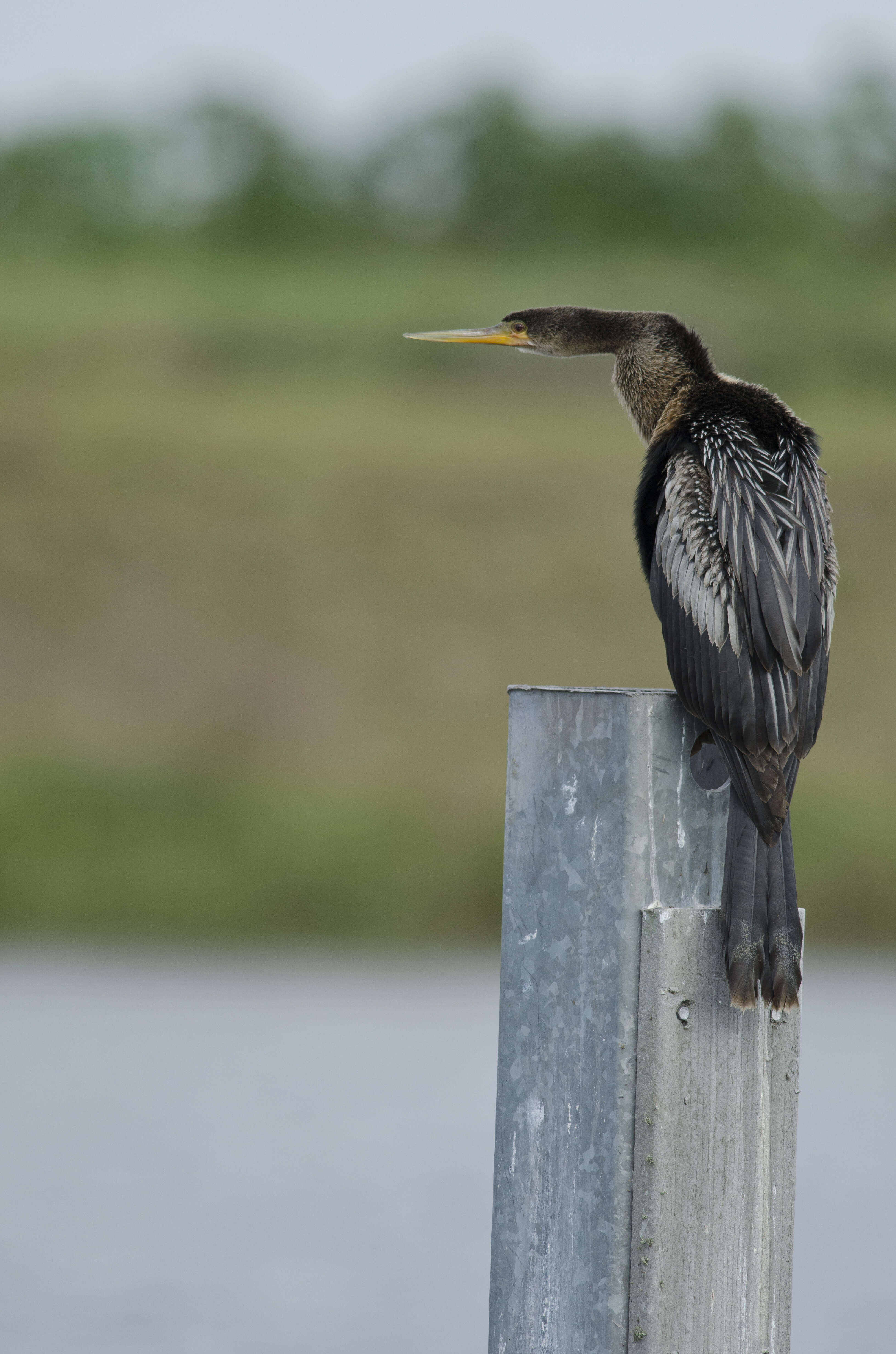 Image de Anhinga d'Amérique