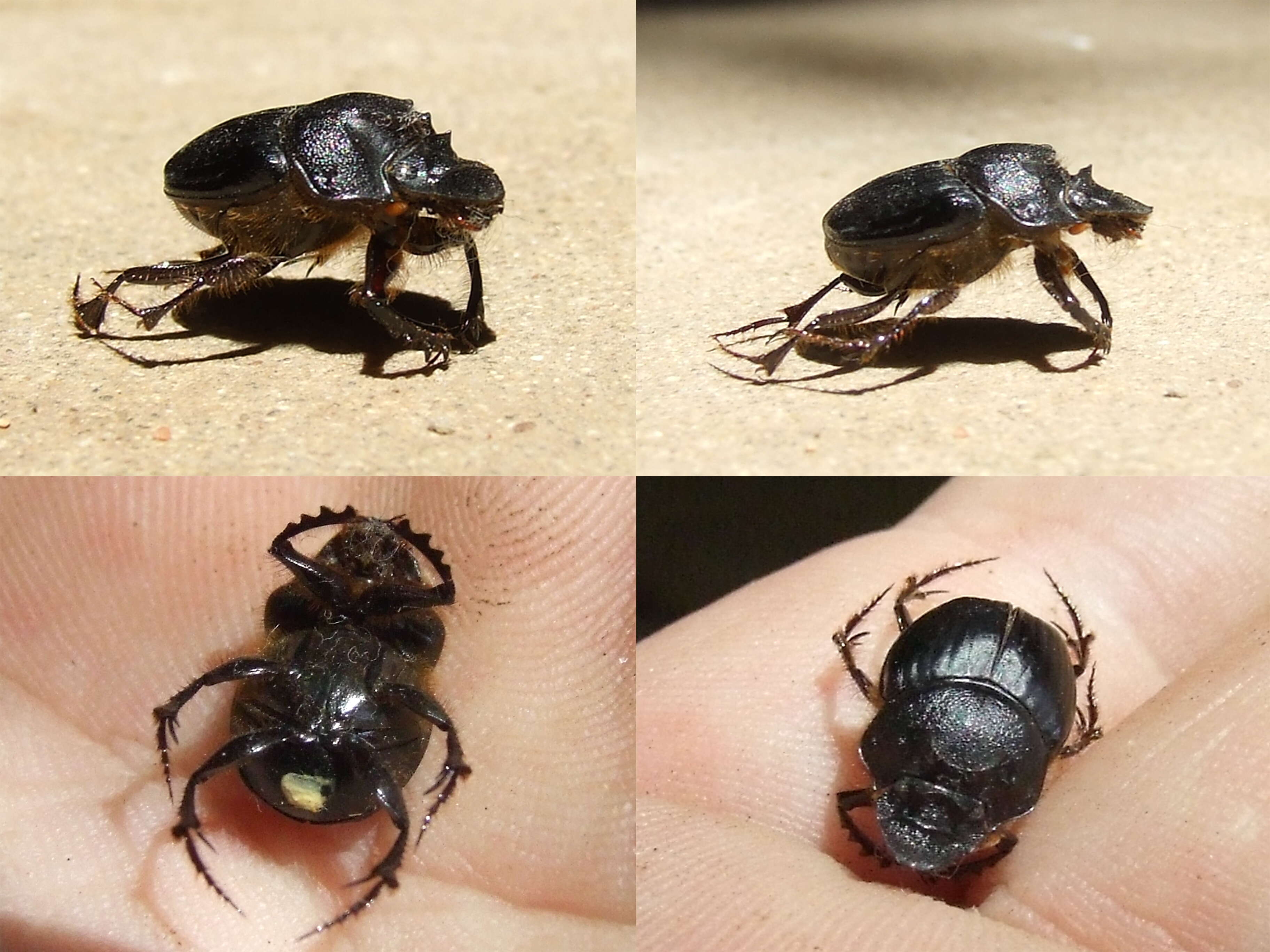 Imagem de Digitonthophagus