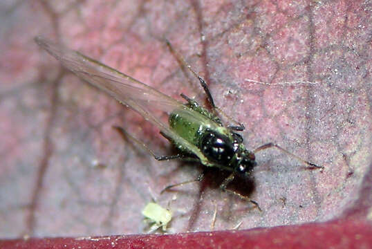 Image of Oat-birdcherry aphid