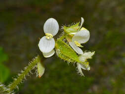 Image of Begonia conipila Irmsch. ex Kiew