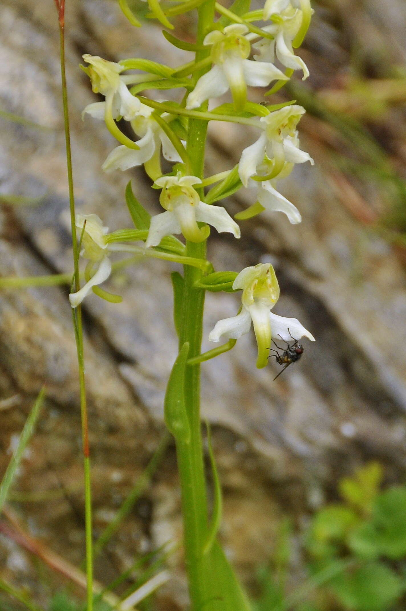 Image of Fringed orchids