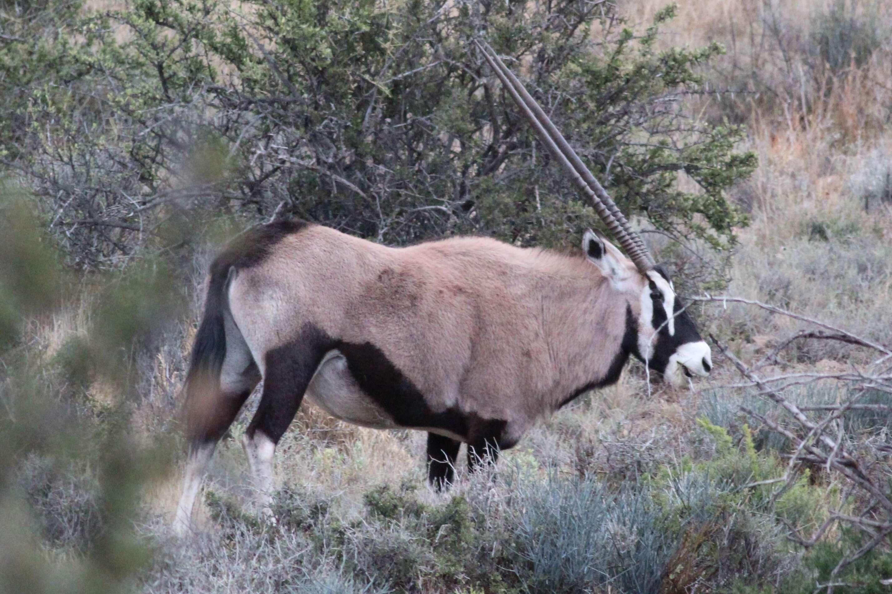 Image of Oryx gazella gazella