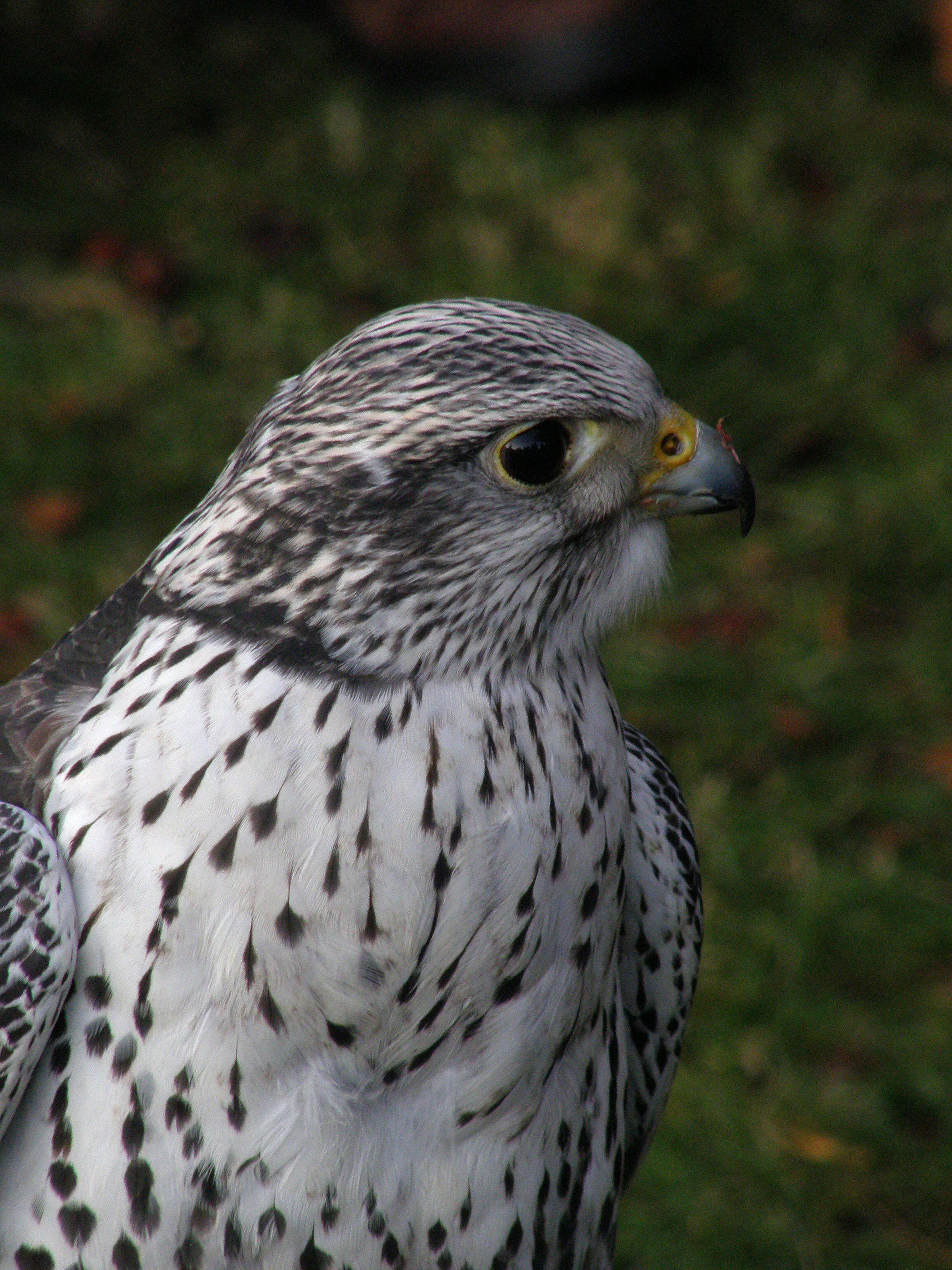 Image of Saker Falcon