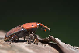 Image of palm weevils