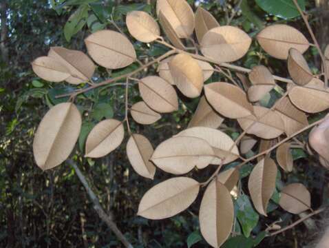 Chrysophyllum oliviforme L. resmi