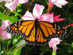 Image of Monarch Butterfly