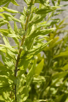 Image of Canada goldenrod