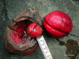 Image of Kola nut