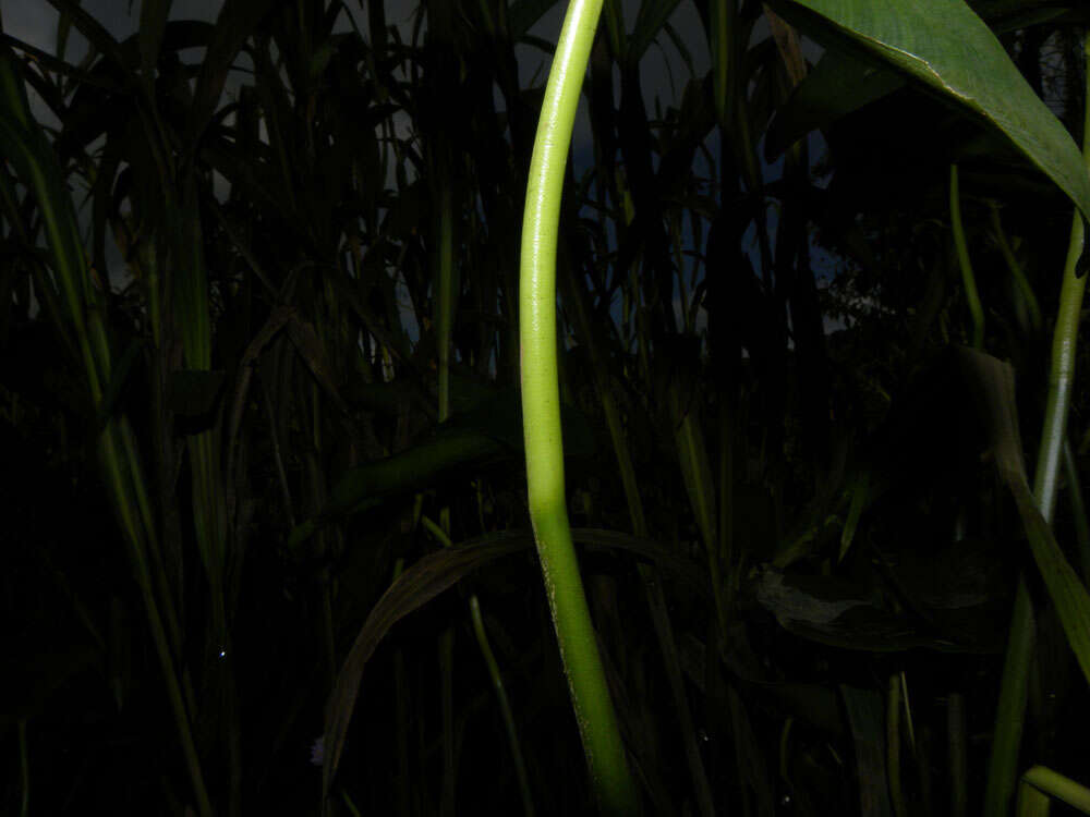 Image de Pontederia rotundifolia L. fil.