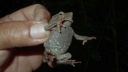 Image of beaked toads