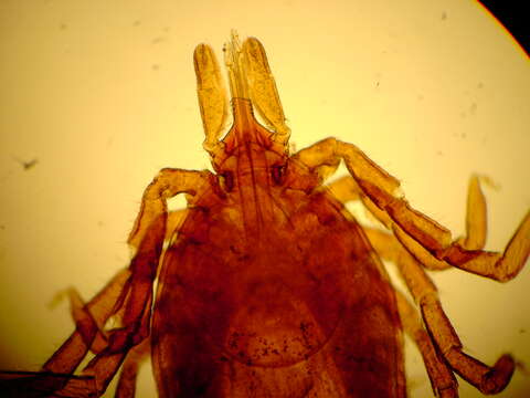 Image of Common sheep tick