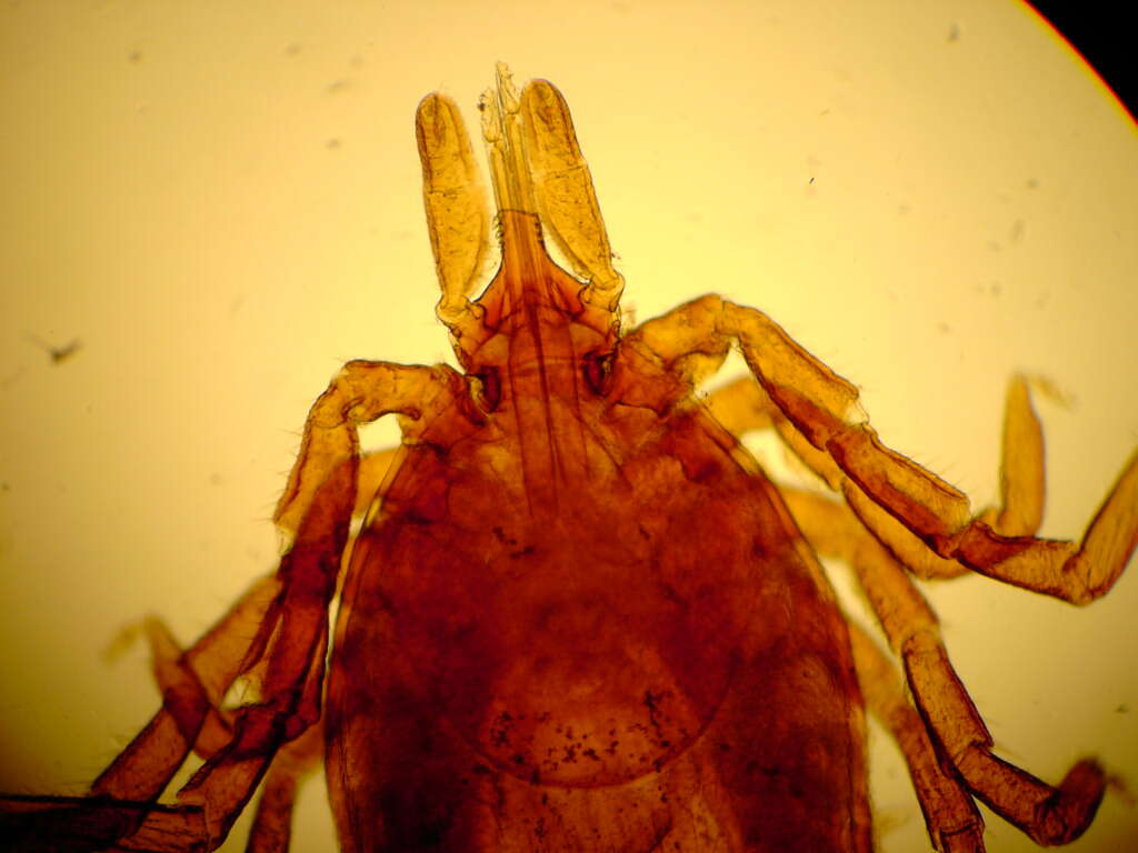 Image of Ixodes Latreille 1795