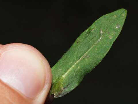 Image of British yellowhead