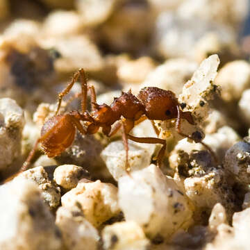 Imagem de Acromyrmex versicolor (Pergande 1894)