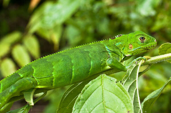 Image of Green Iguana