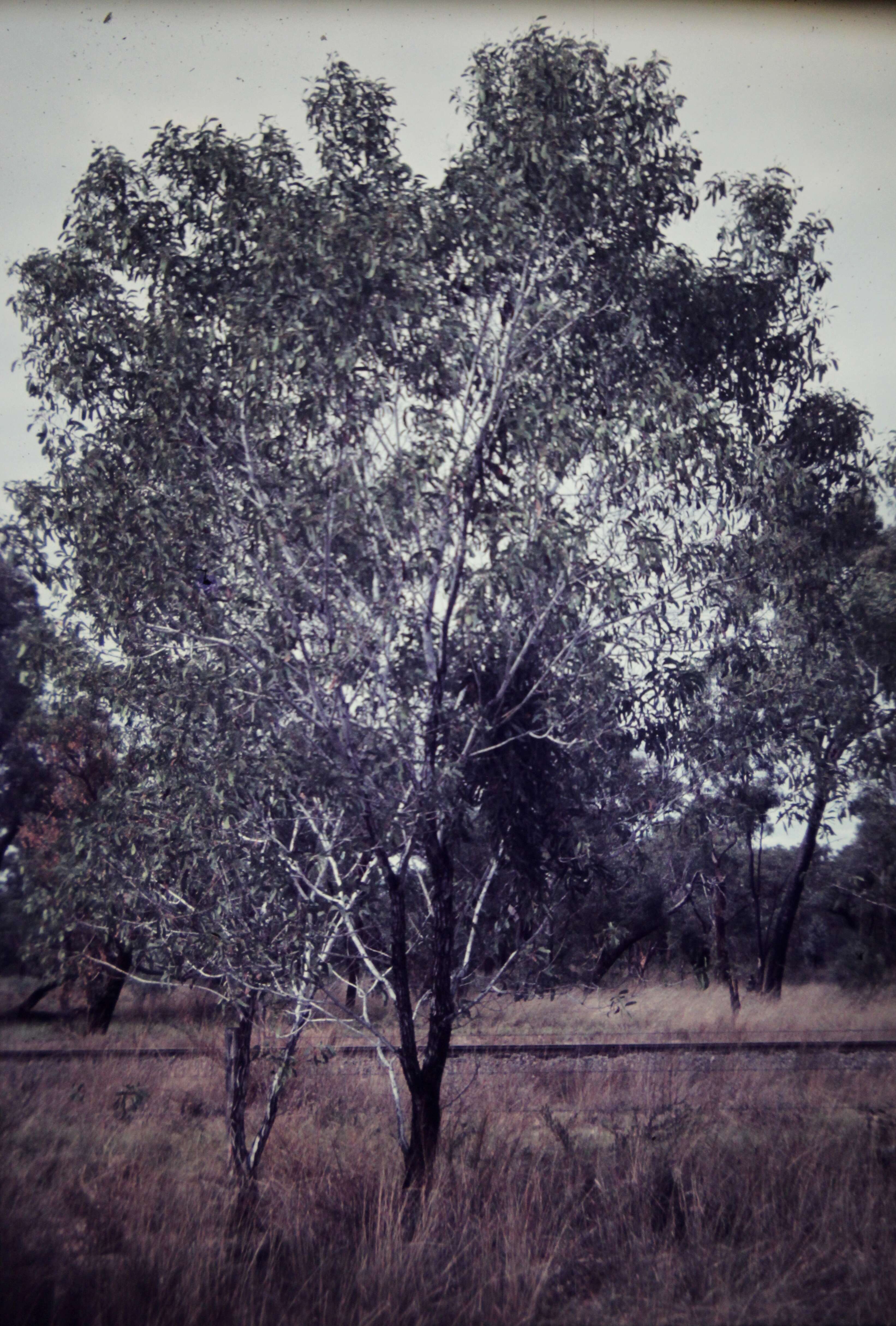 Image of Acacia platycarpa F. Muell.