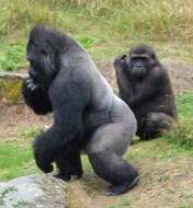 Image of Lowland Gorilla