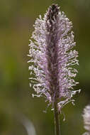 Image of Hoary Plantain