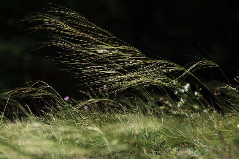 Imagem de Stipa capillata L.