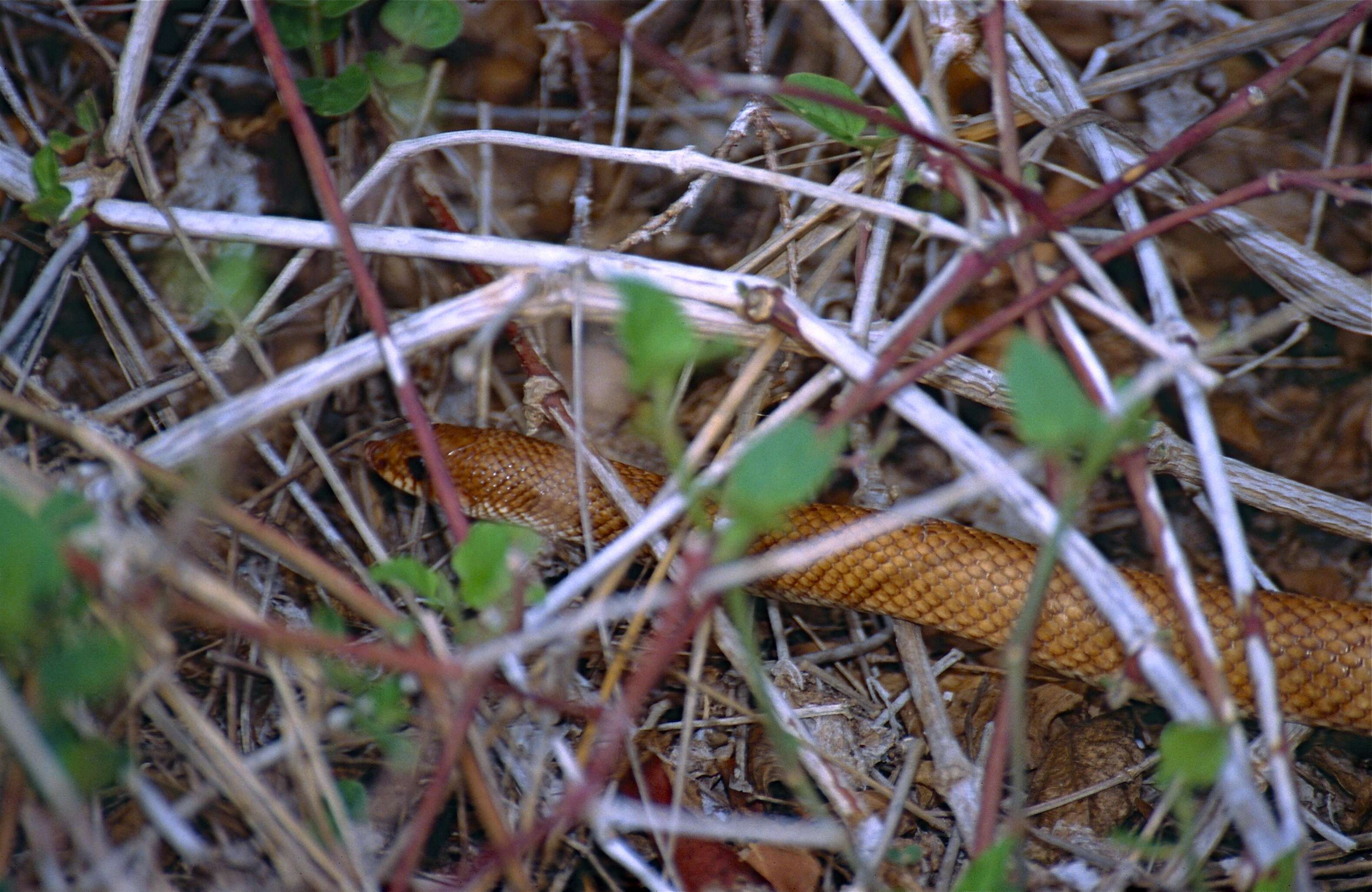 Image of Pseudoxyrhophiinae