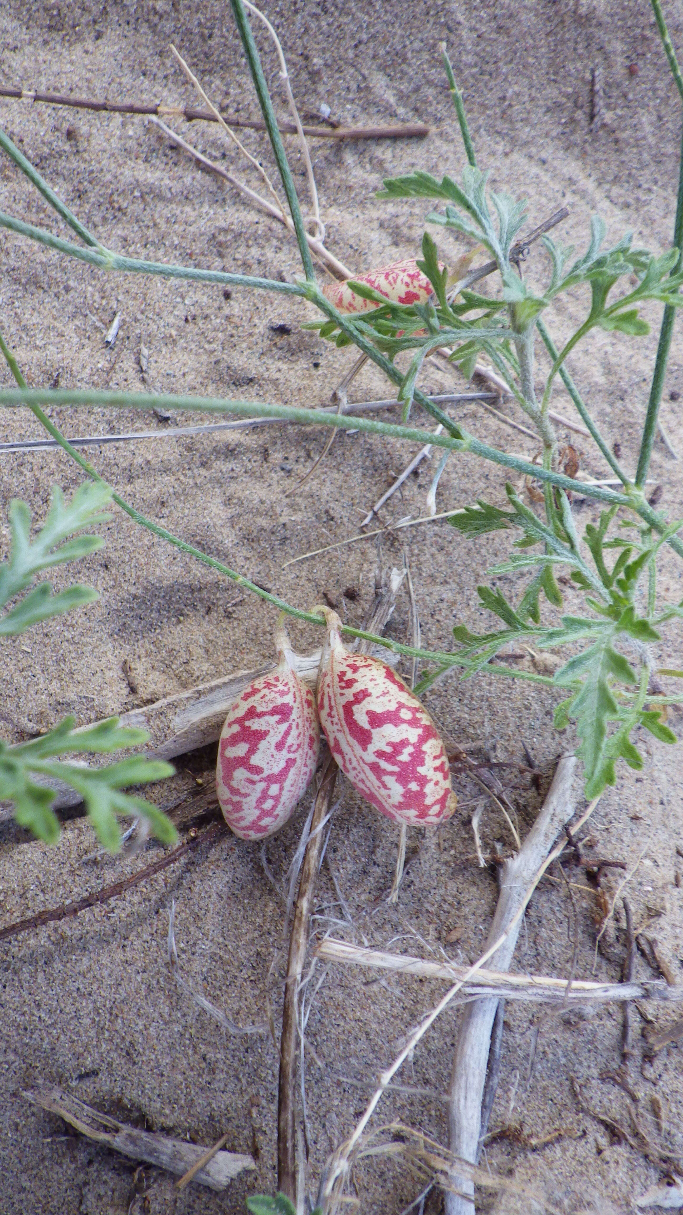 Image of painted milkvetch