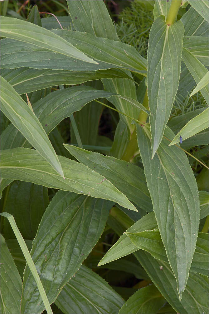 Imagem de Digitalis grandiflora Mill.