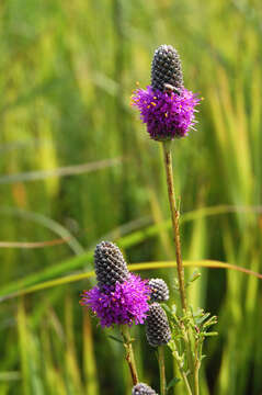 Image of purple prairie clover