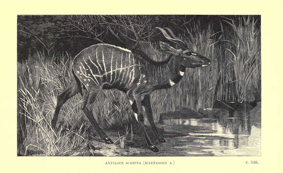 Image of Bushbuck