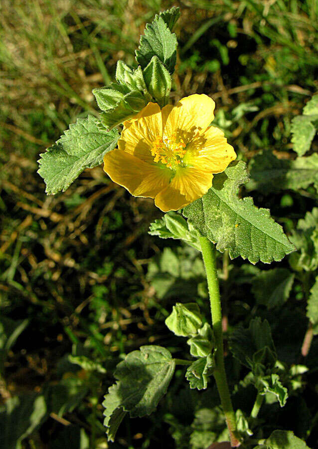 Image of false mallow