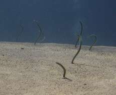 Image of garden eel
